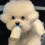 累赘的头像-Didor博客